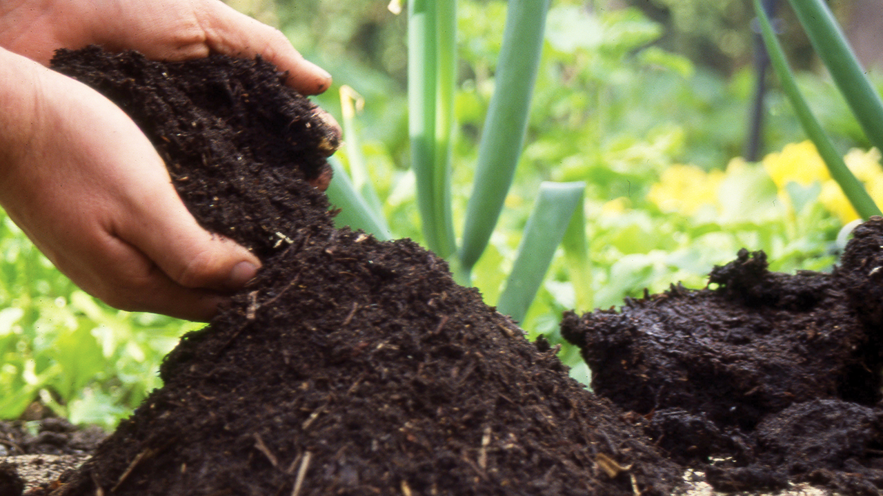 Hand cupping soil 