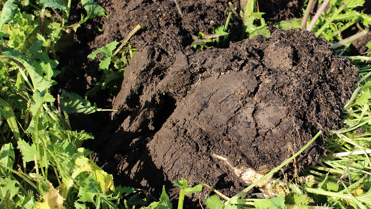 Soil