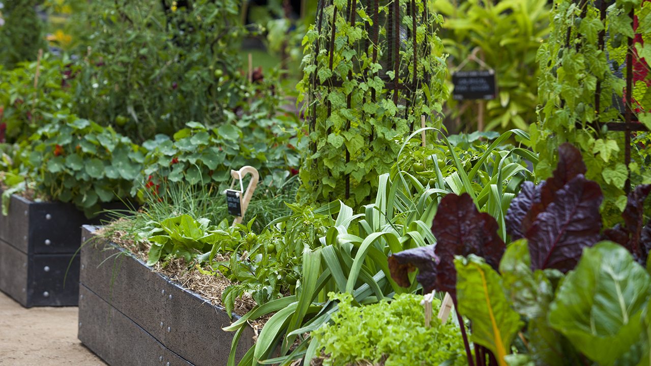 Lots of plants