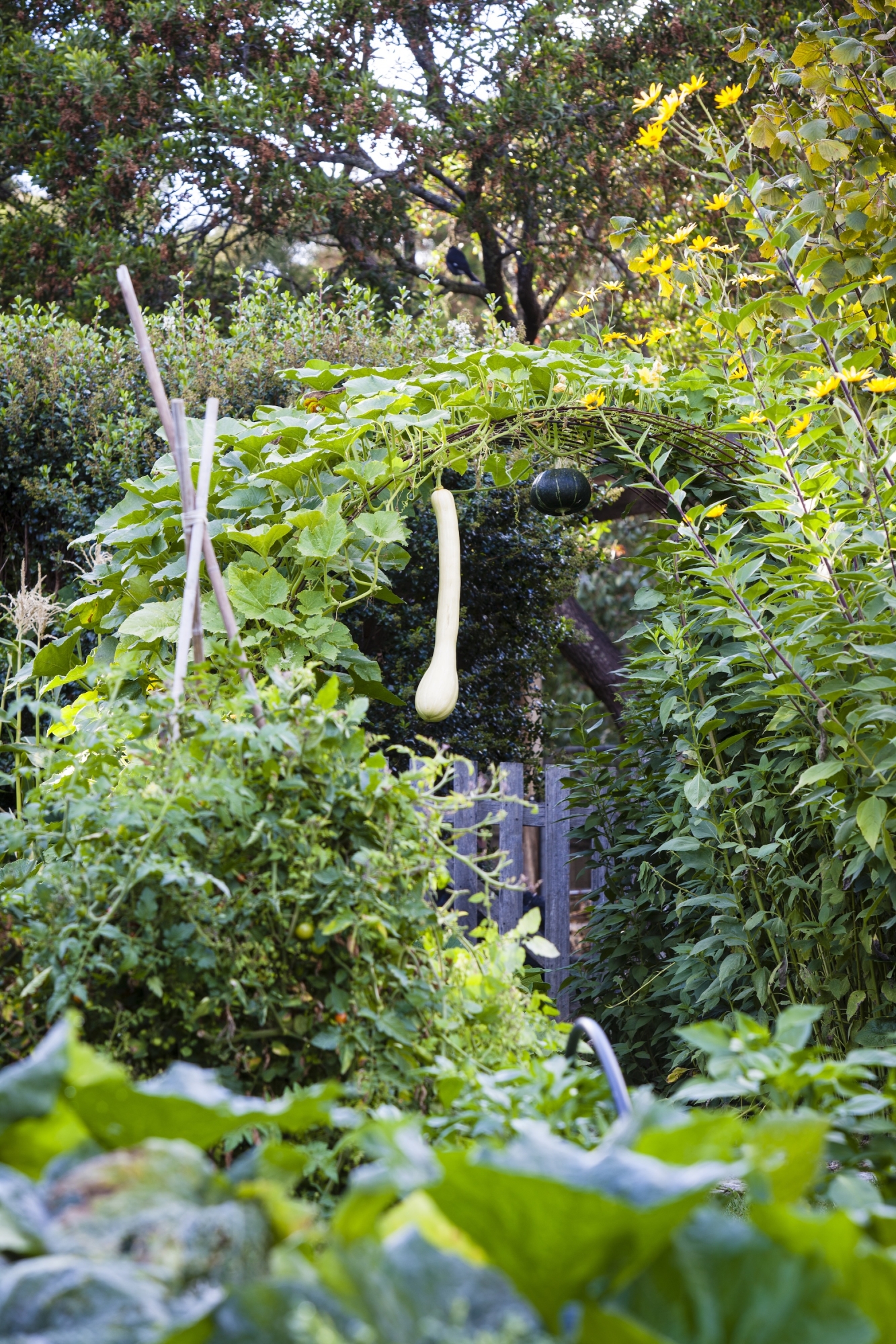 Garden with Arch