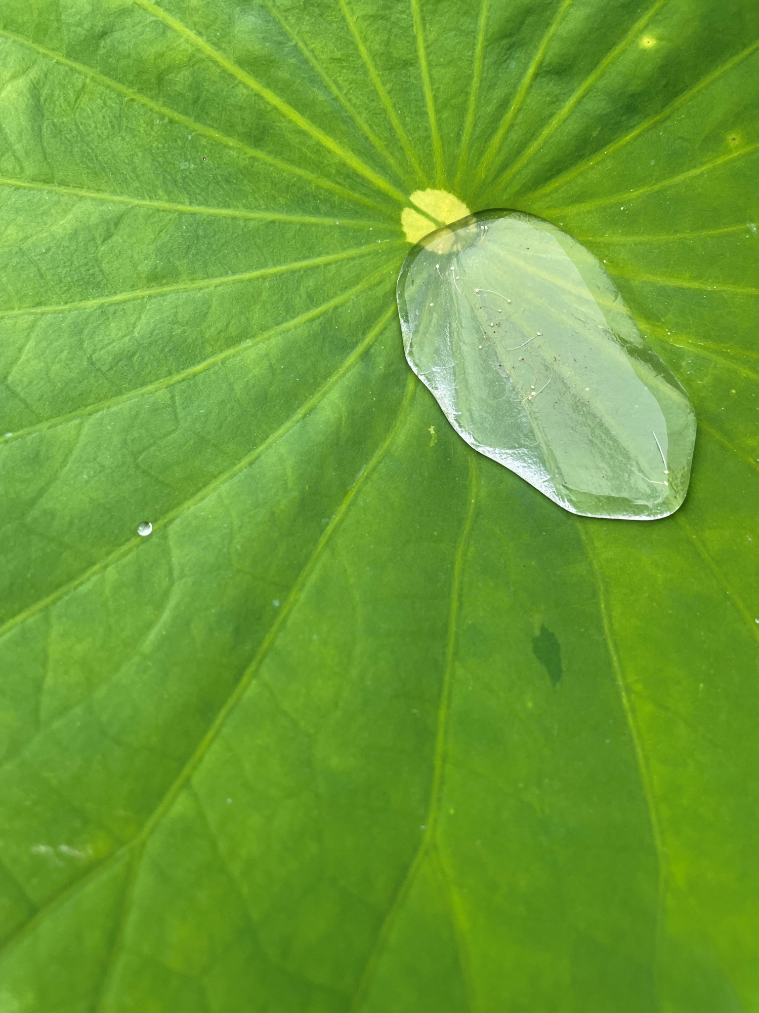 Lotus Effect