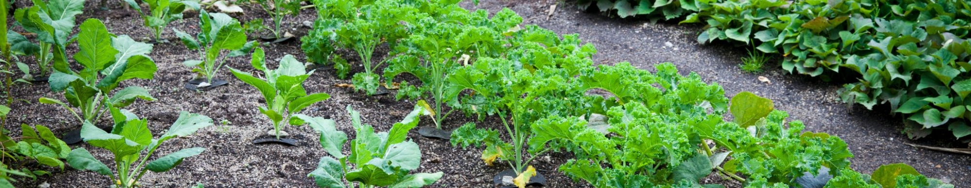 Plants in garden