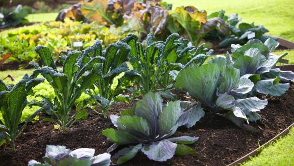 Cabbage or lettuce