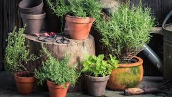 Potted plants