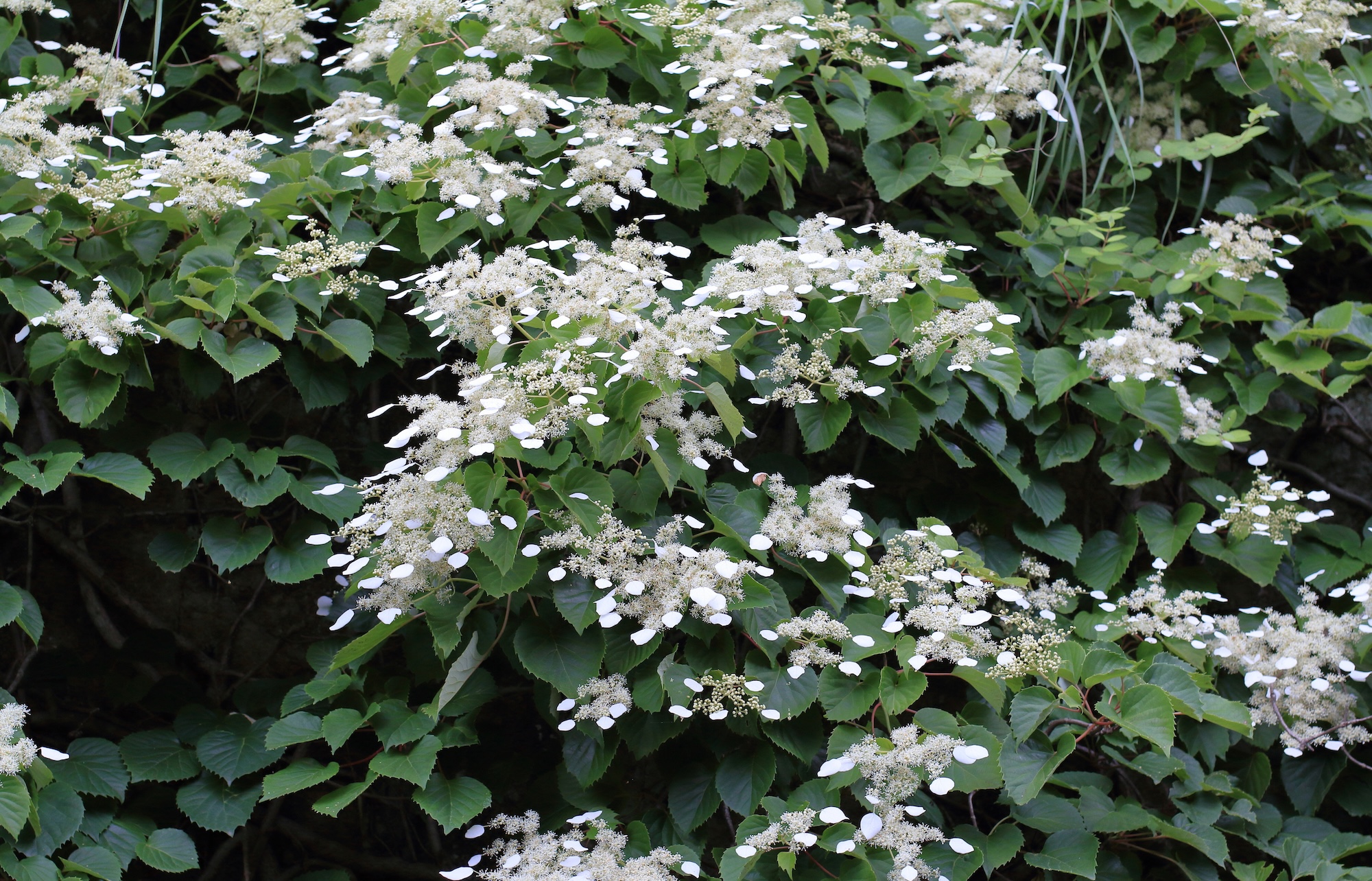 Hydrangea 