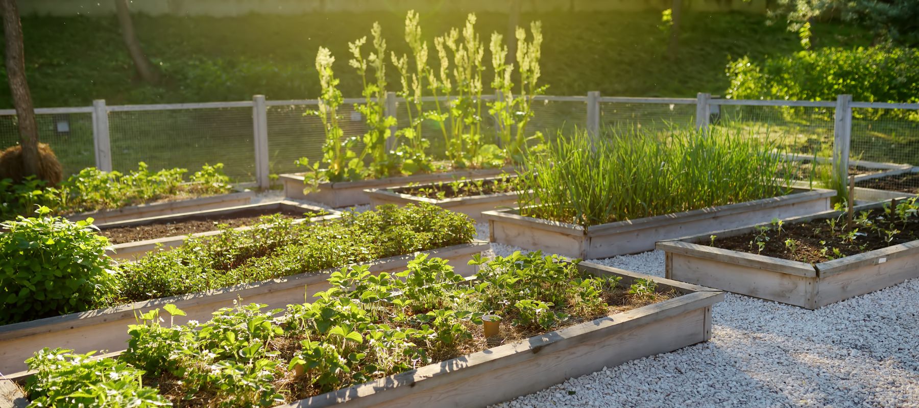 garden beds full of plants