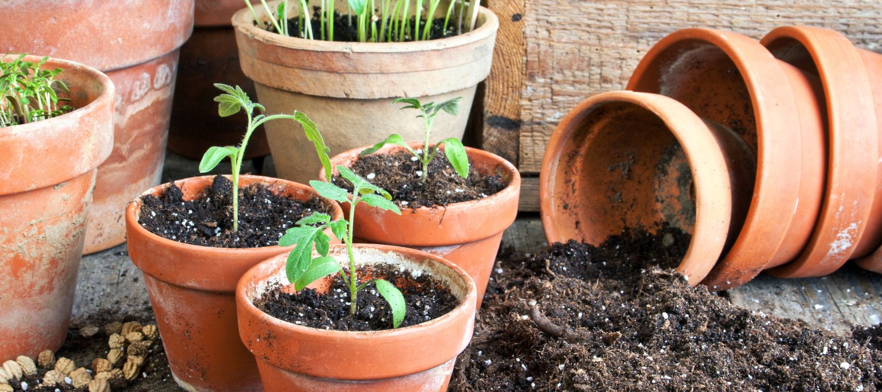 plants in pots