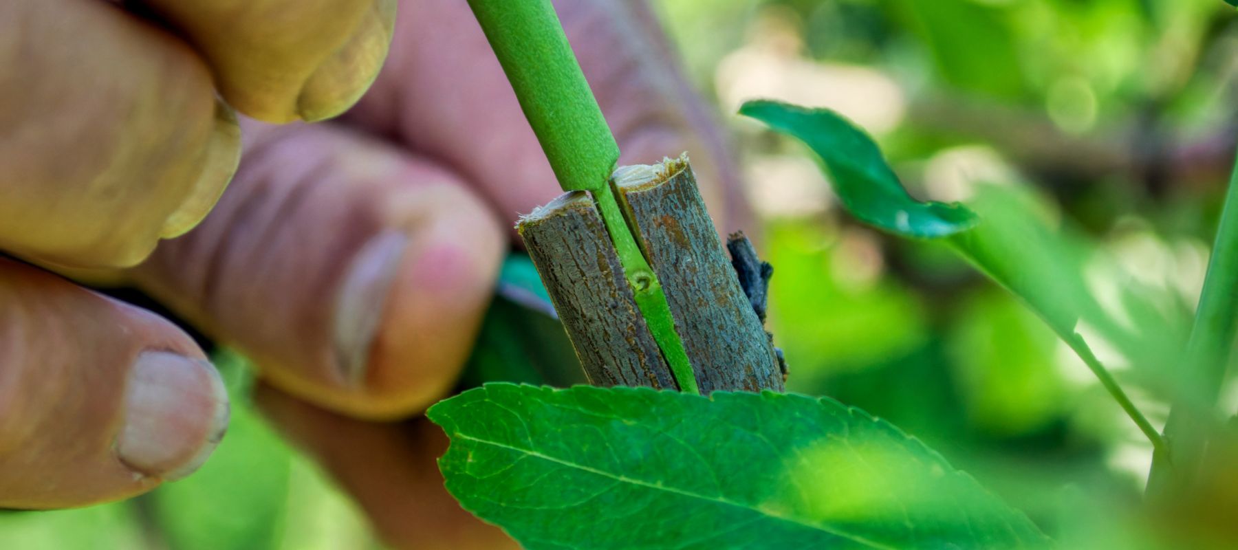 A plant grafting