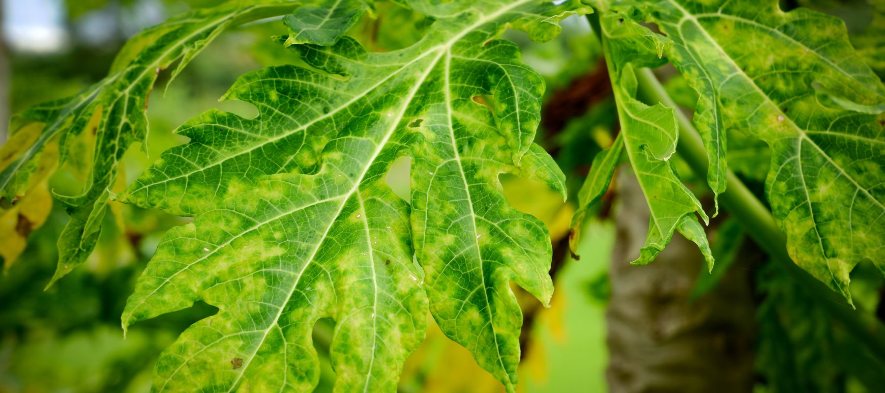 Yellowing plant from disease