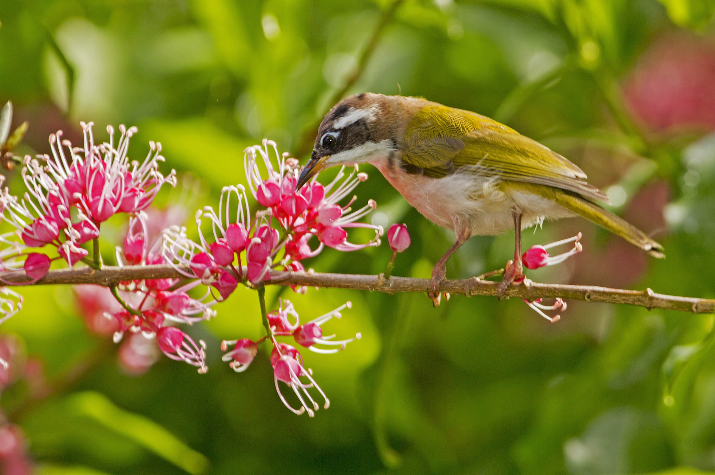 A White-throated Honeyeater with corkwood flowers