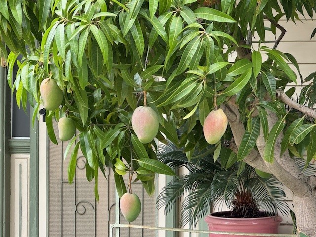 A mango tree
