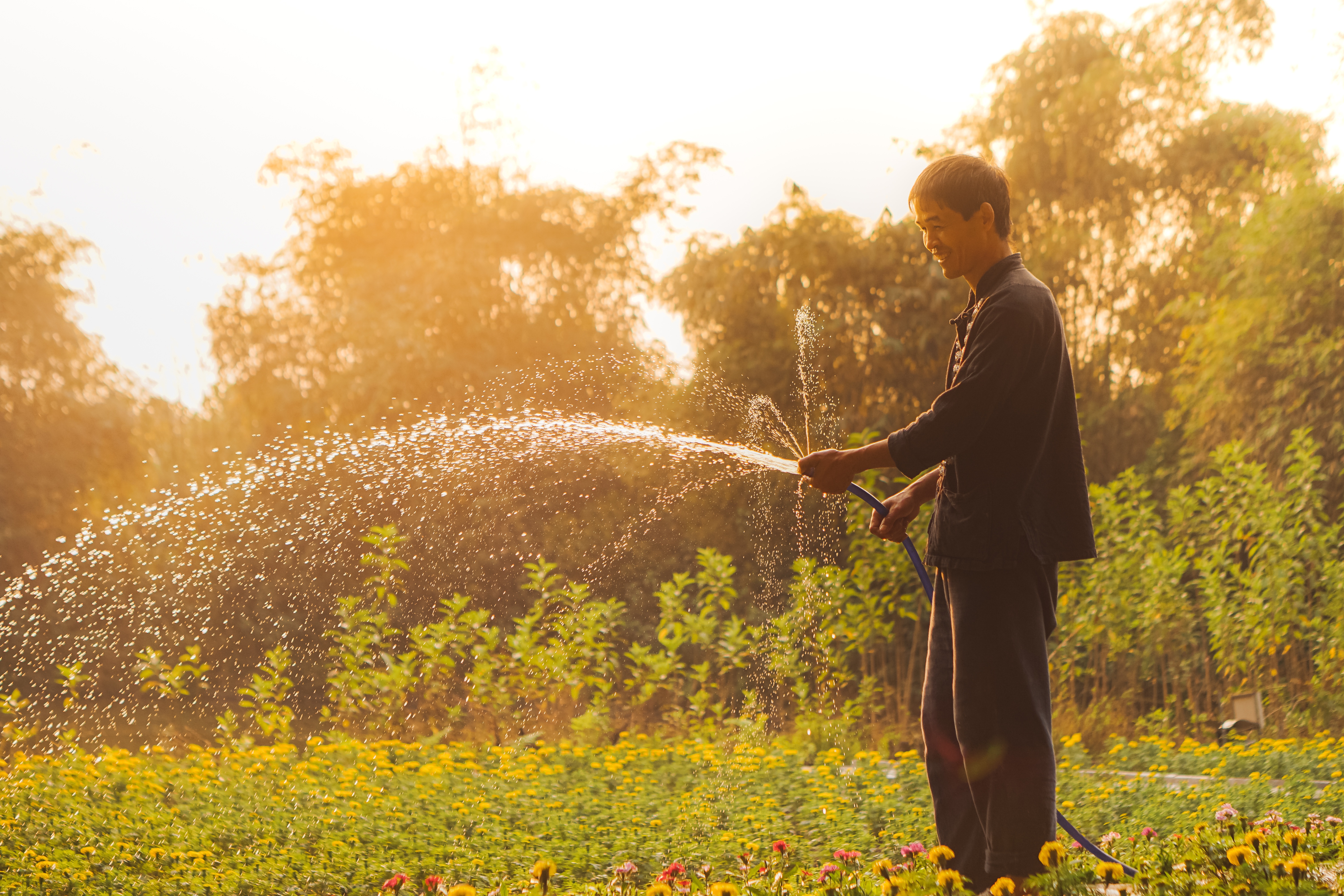 A man waters a garden with a hose