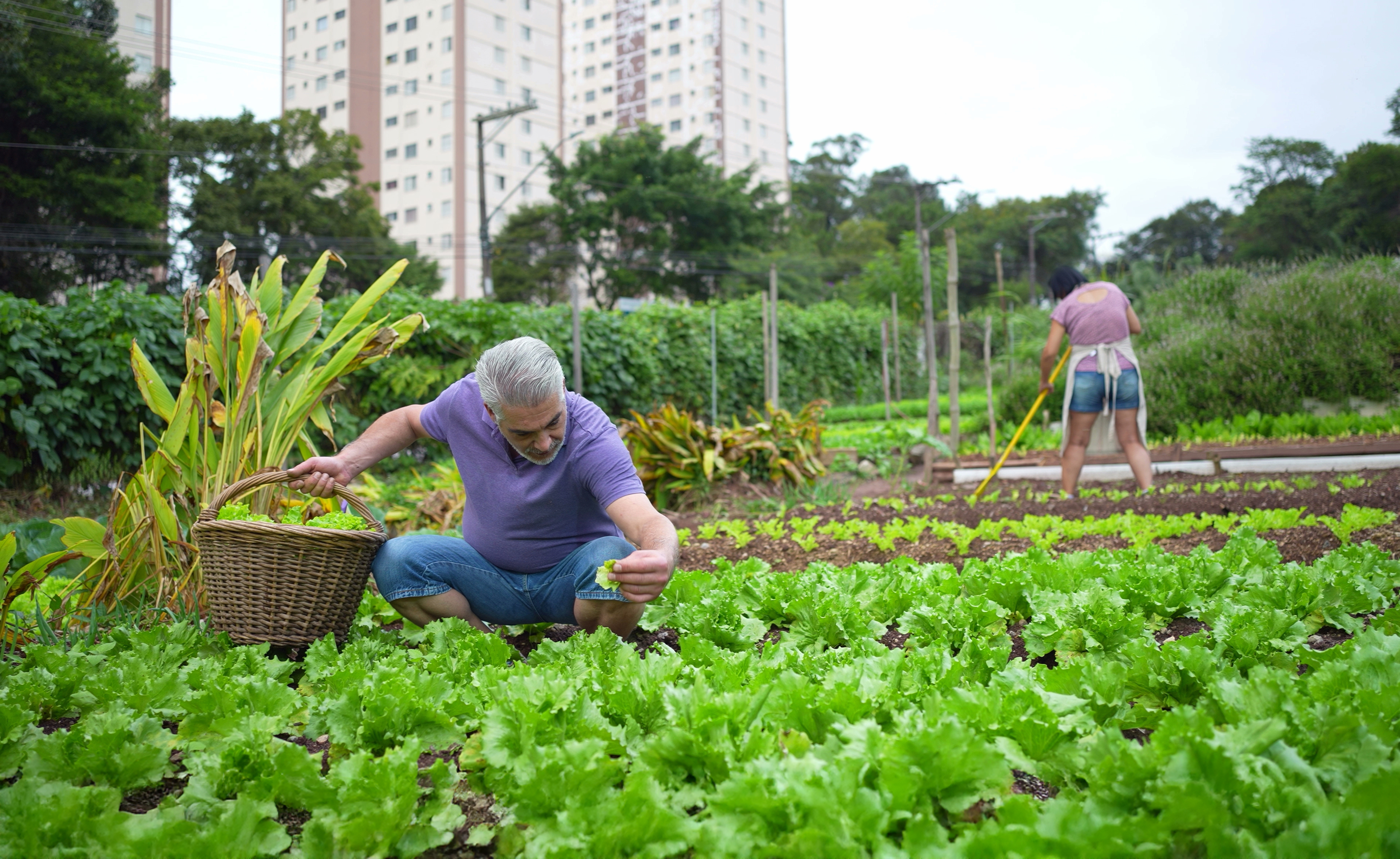 An older man picks lettuces