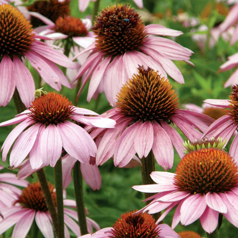 Echinacea 'Purple