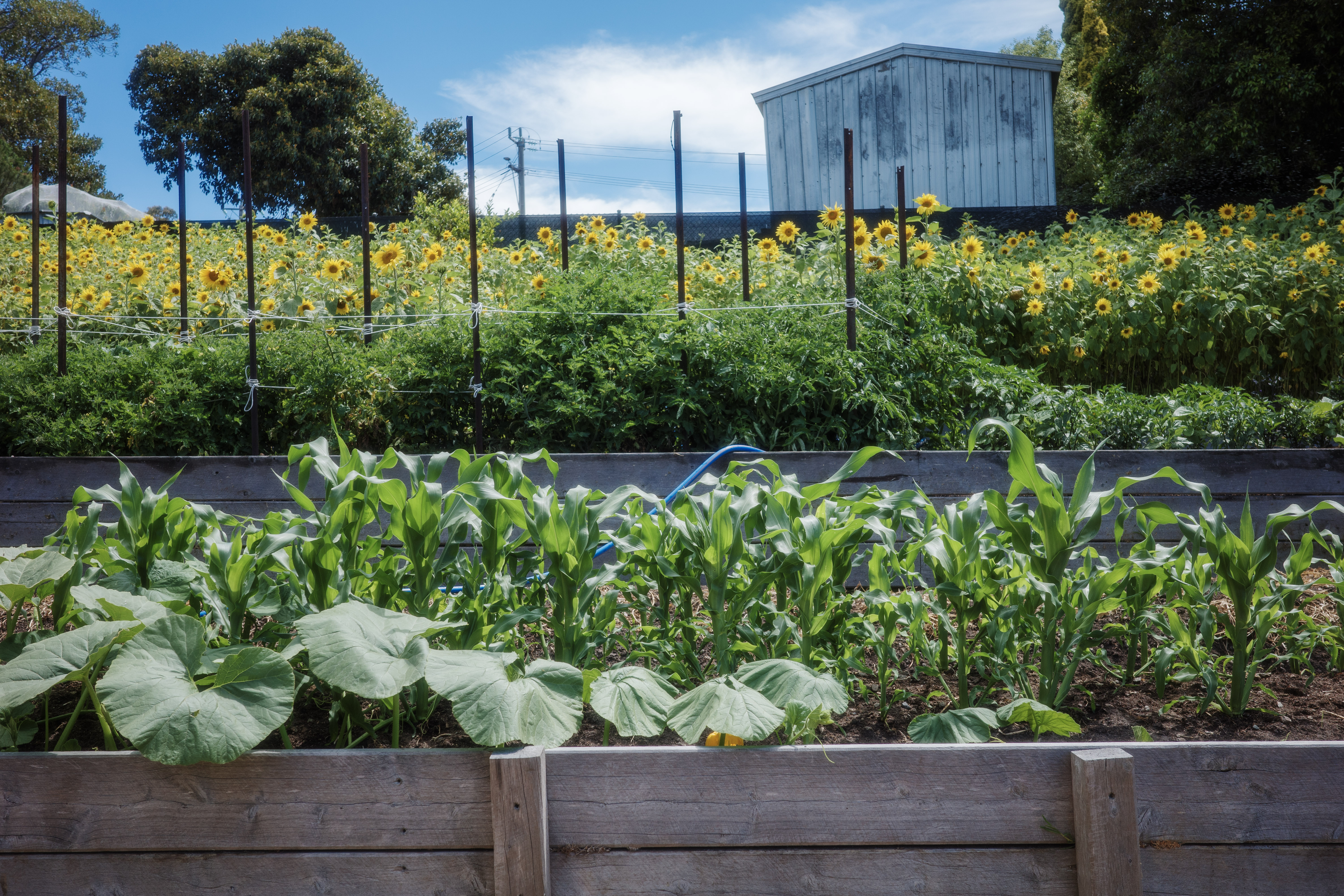 Heronswood Kitchen Garden