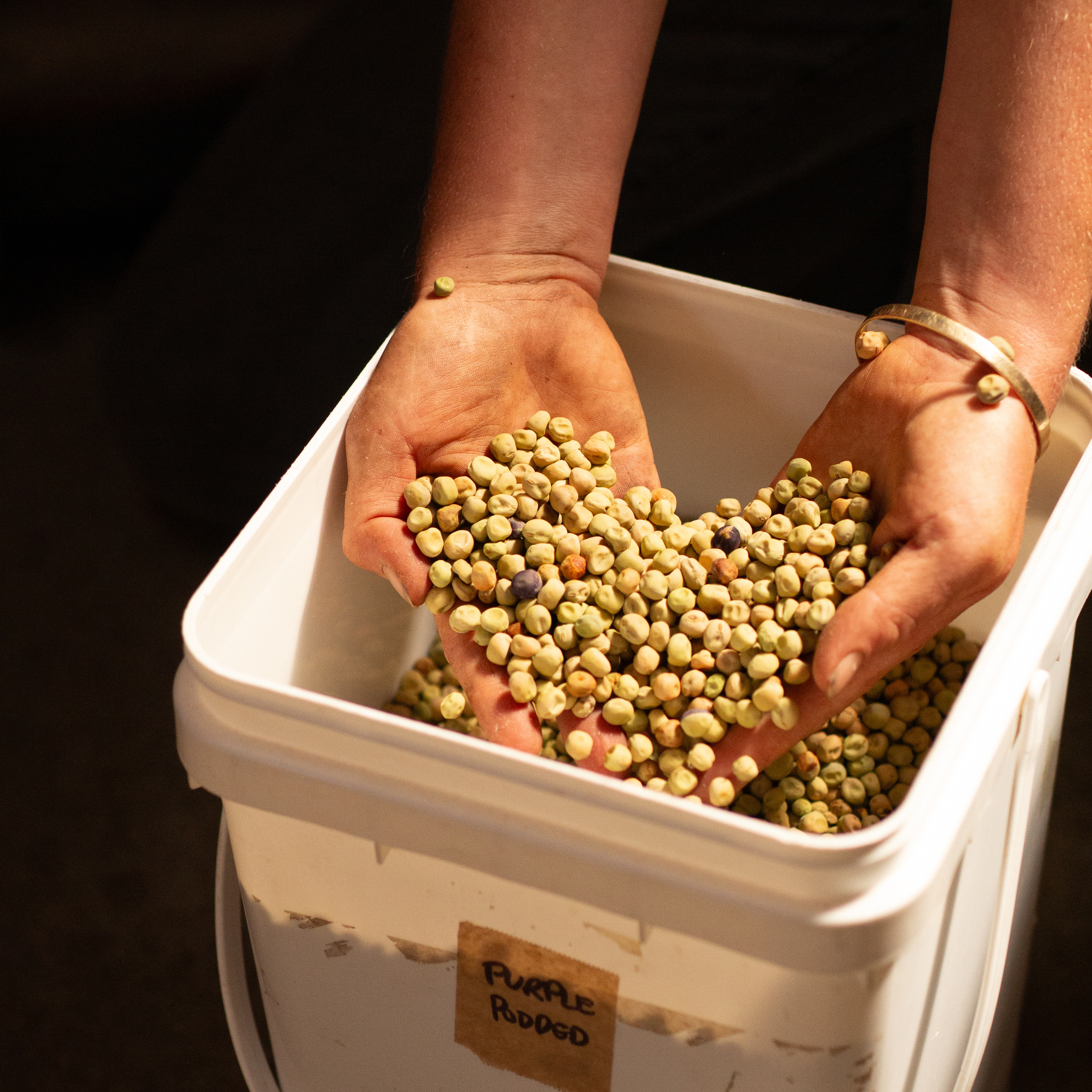A bucket of seeds