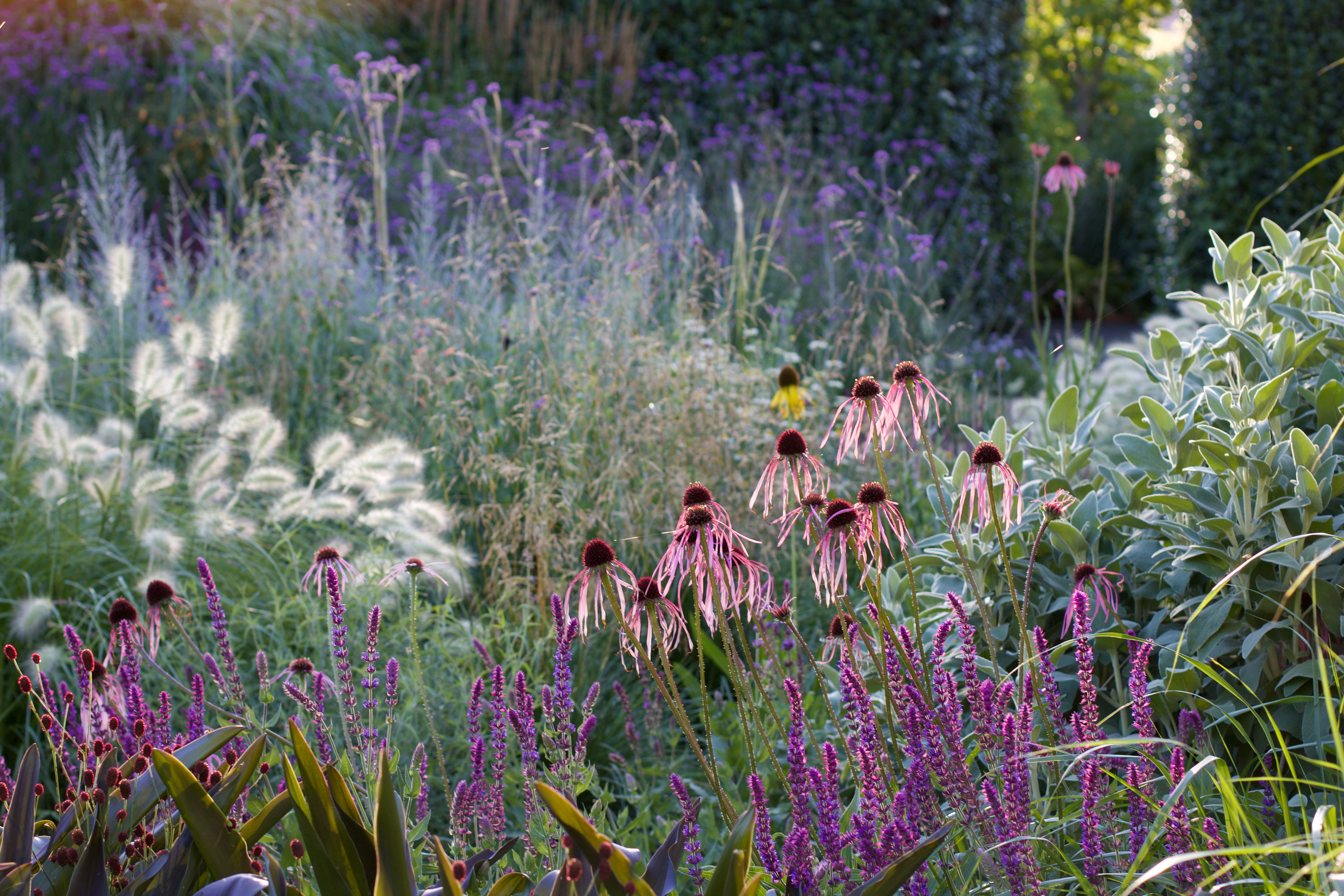 Simon Rickard's garden