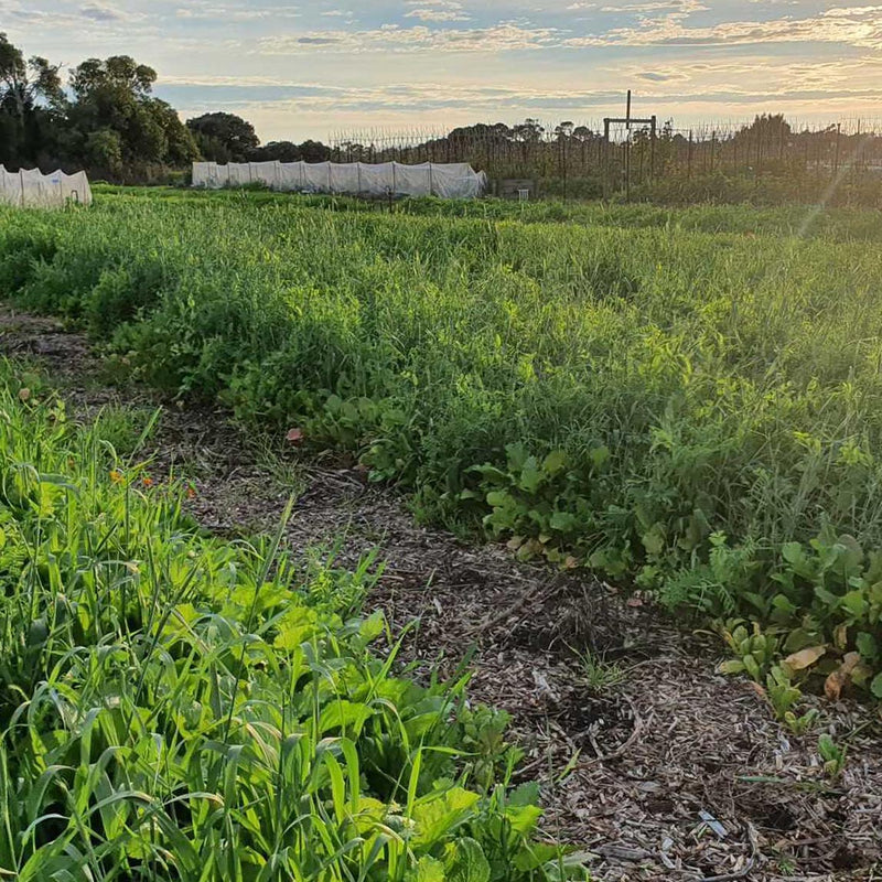 green fields of cover crops