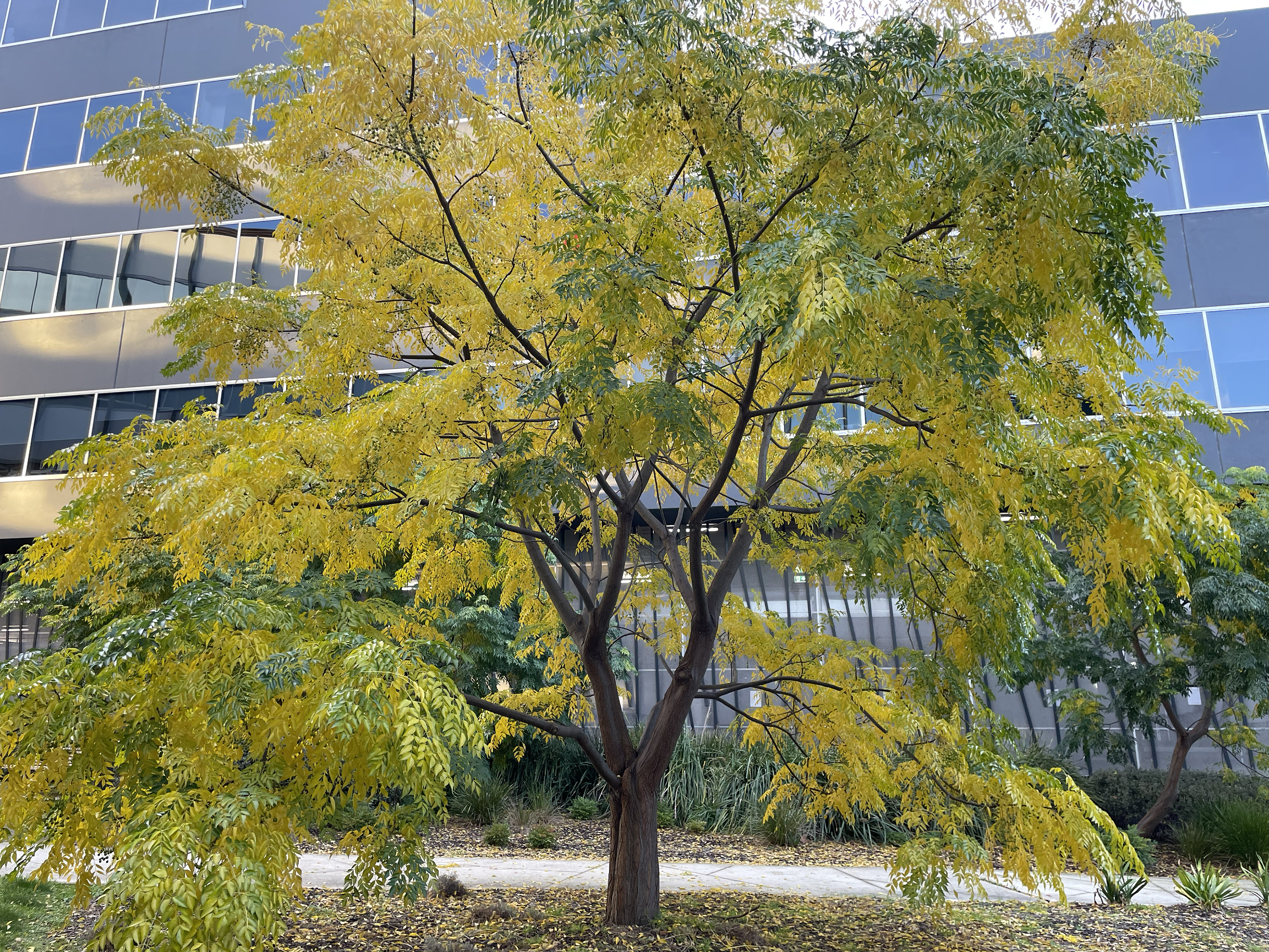 White cedar tree