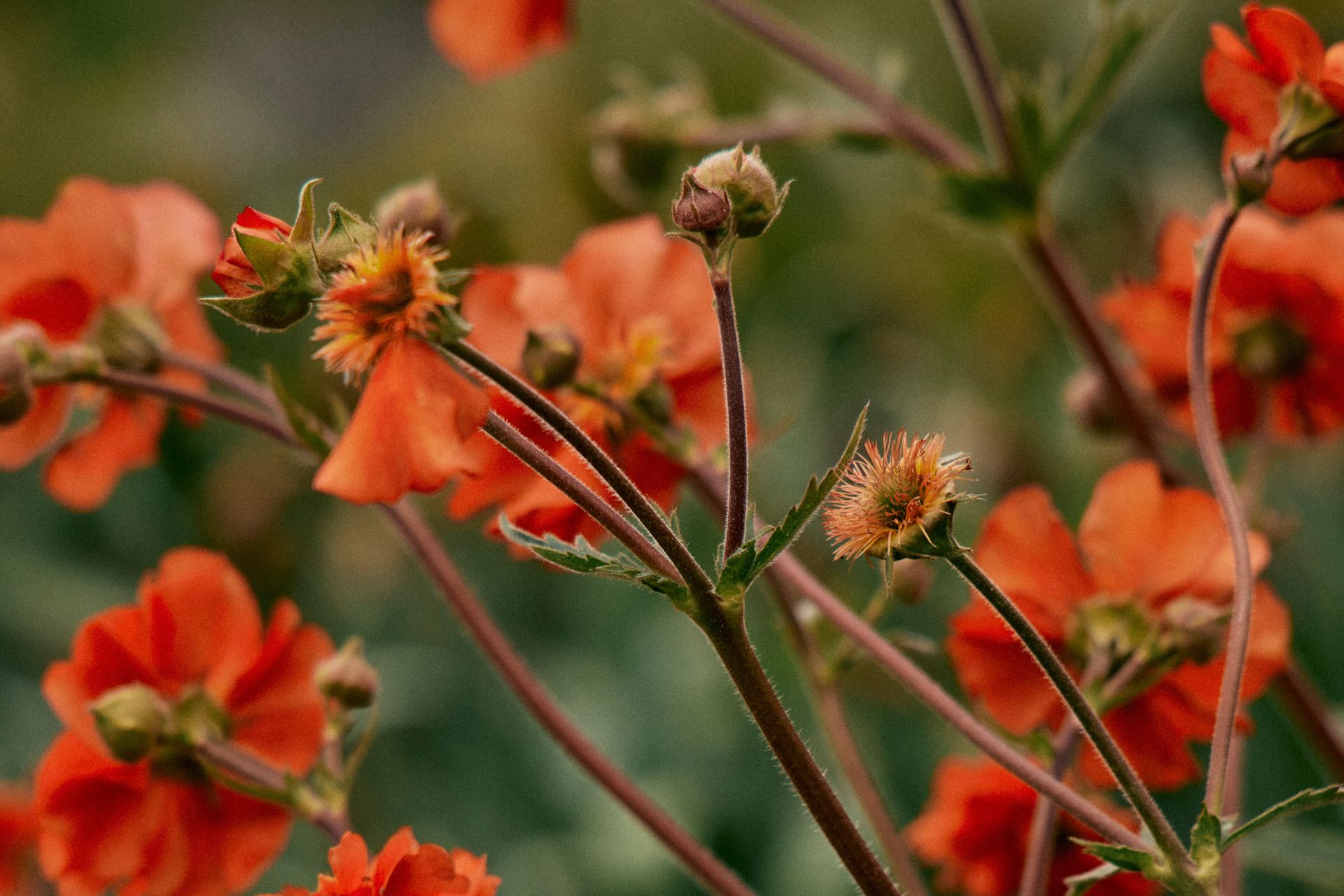 A plant with bountiful orange flowers