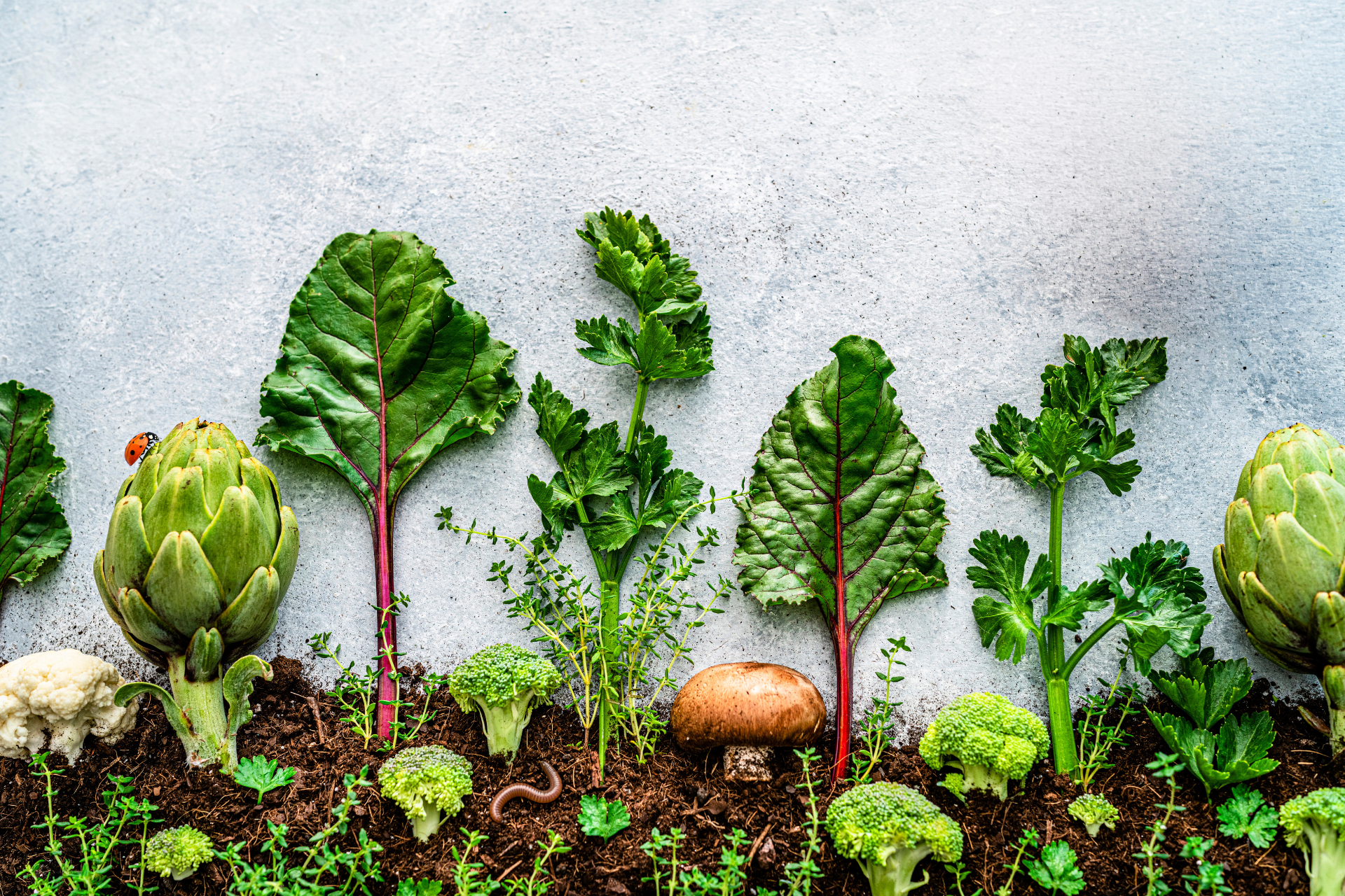 A variety of green vegetables growing