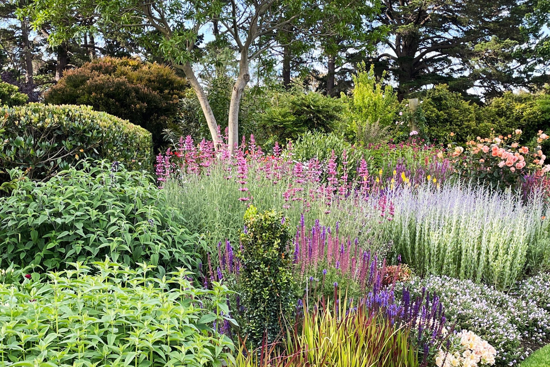 Di Johnson's garden