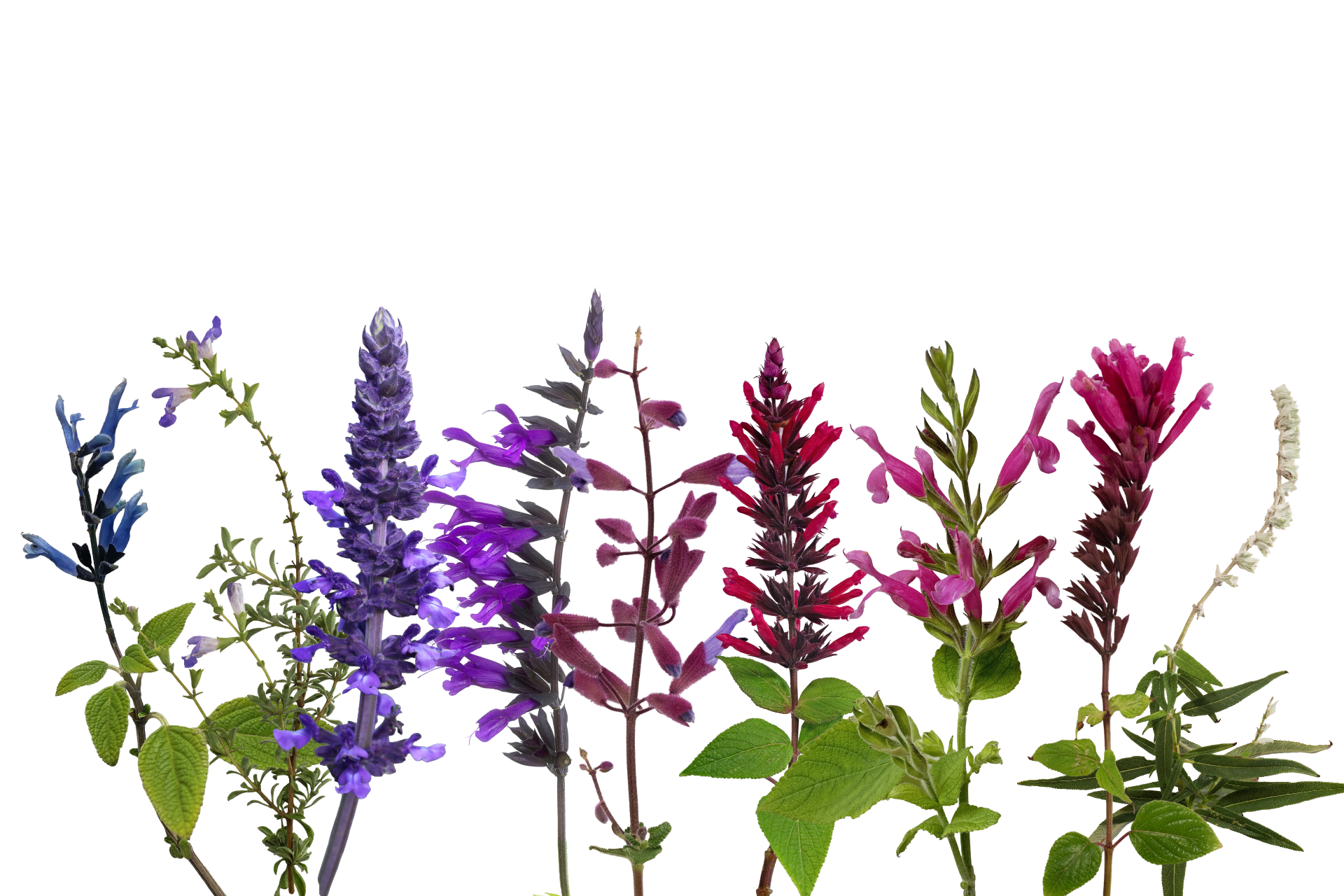 A spread of salvias