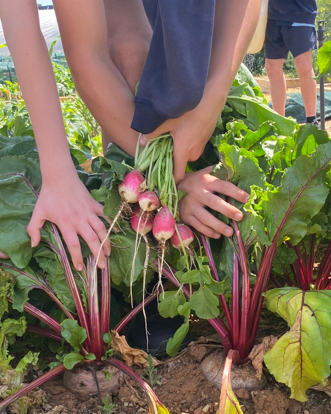 Hands pull radishes from the ground