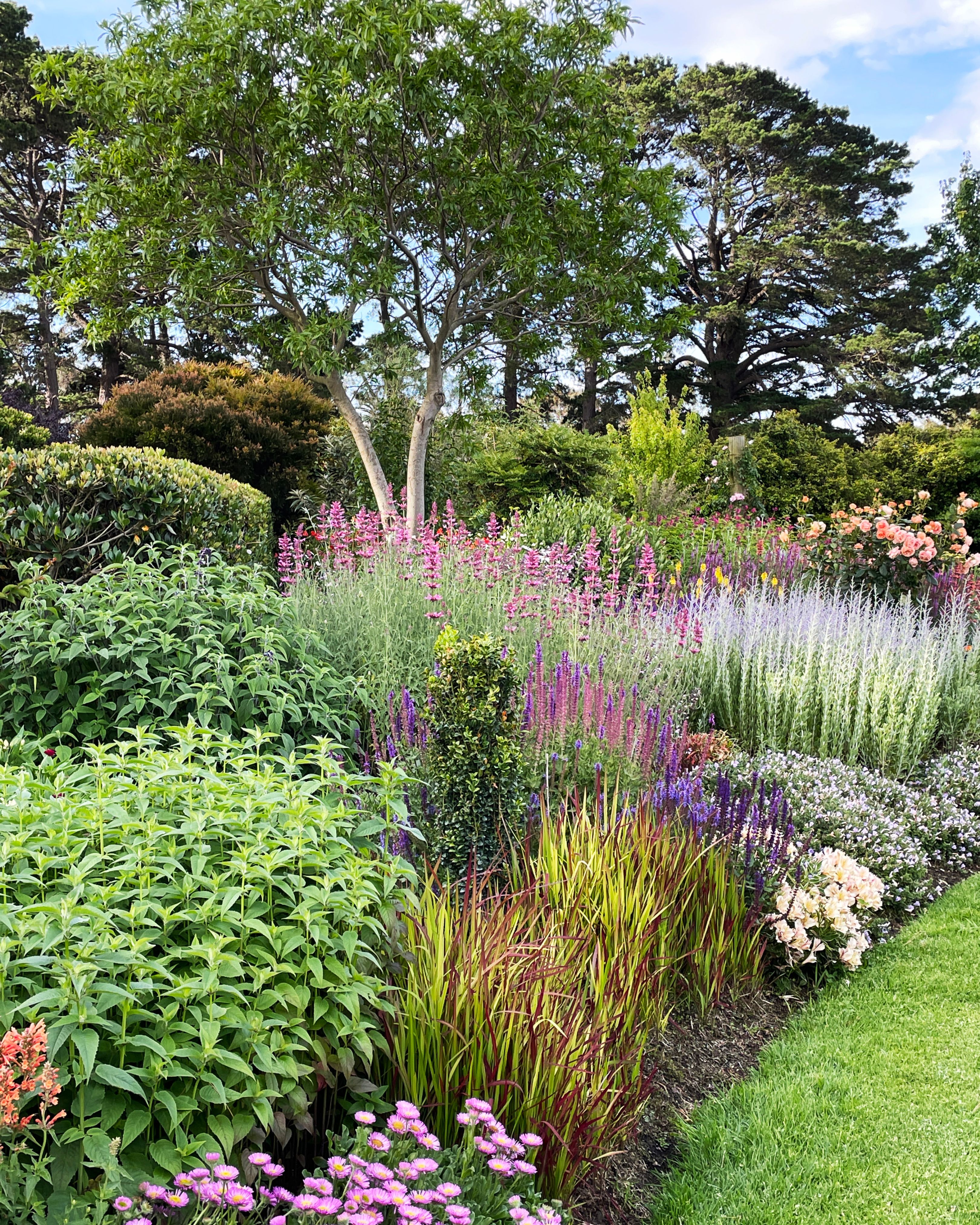 Di Johnson's flowering garden