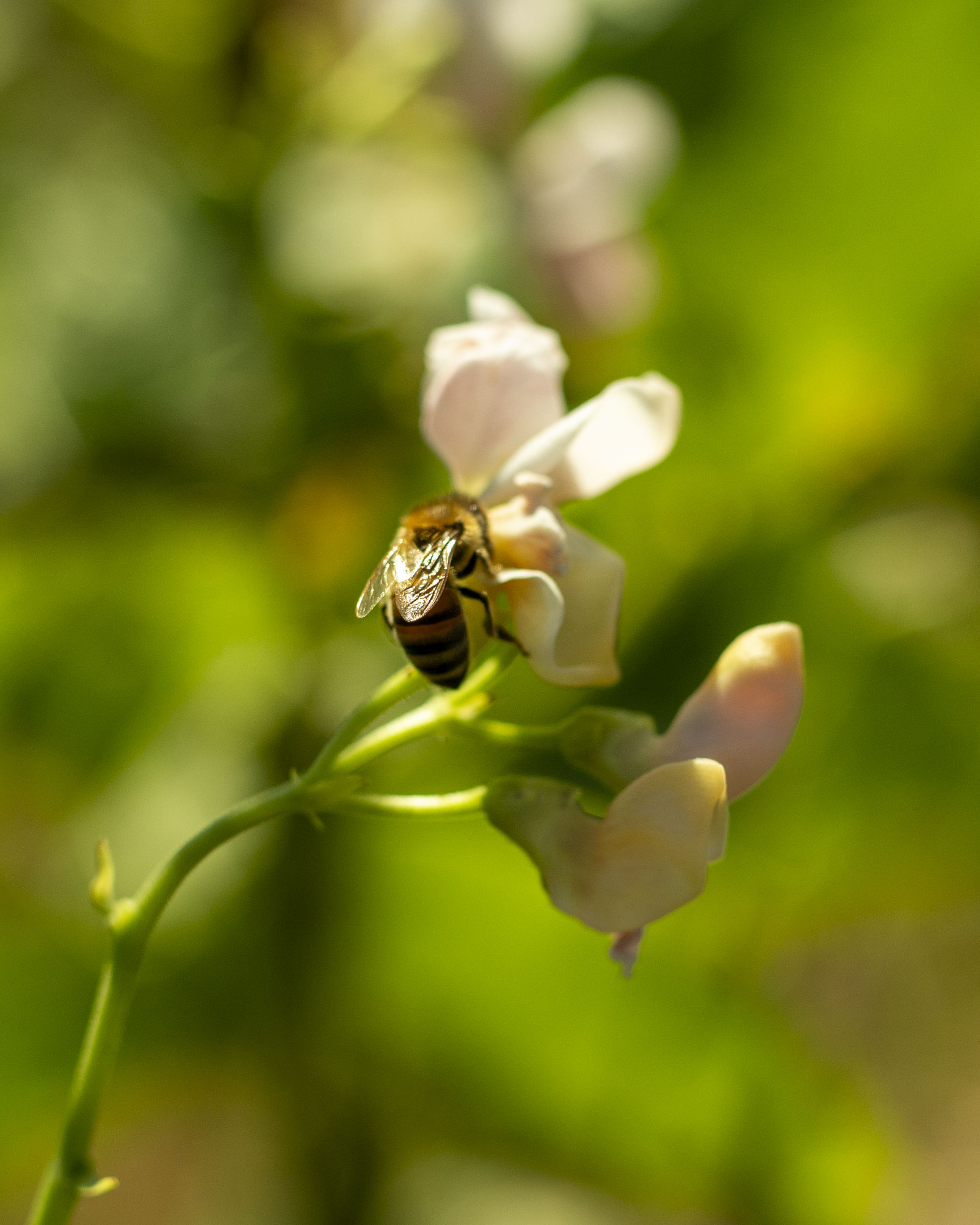 Bee