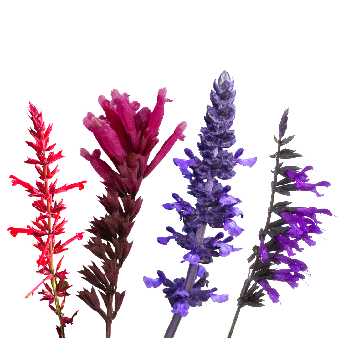 Salvias
