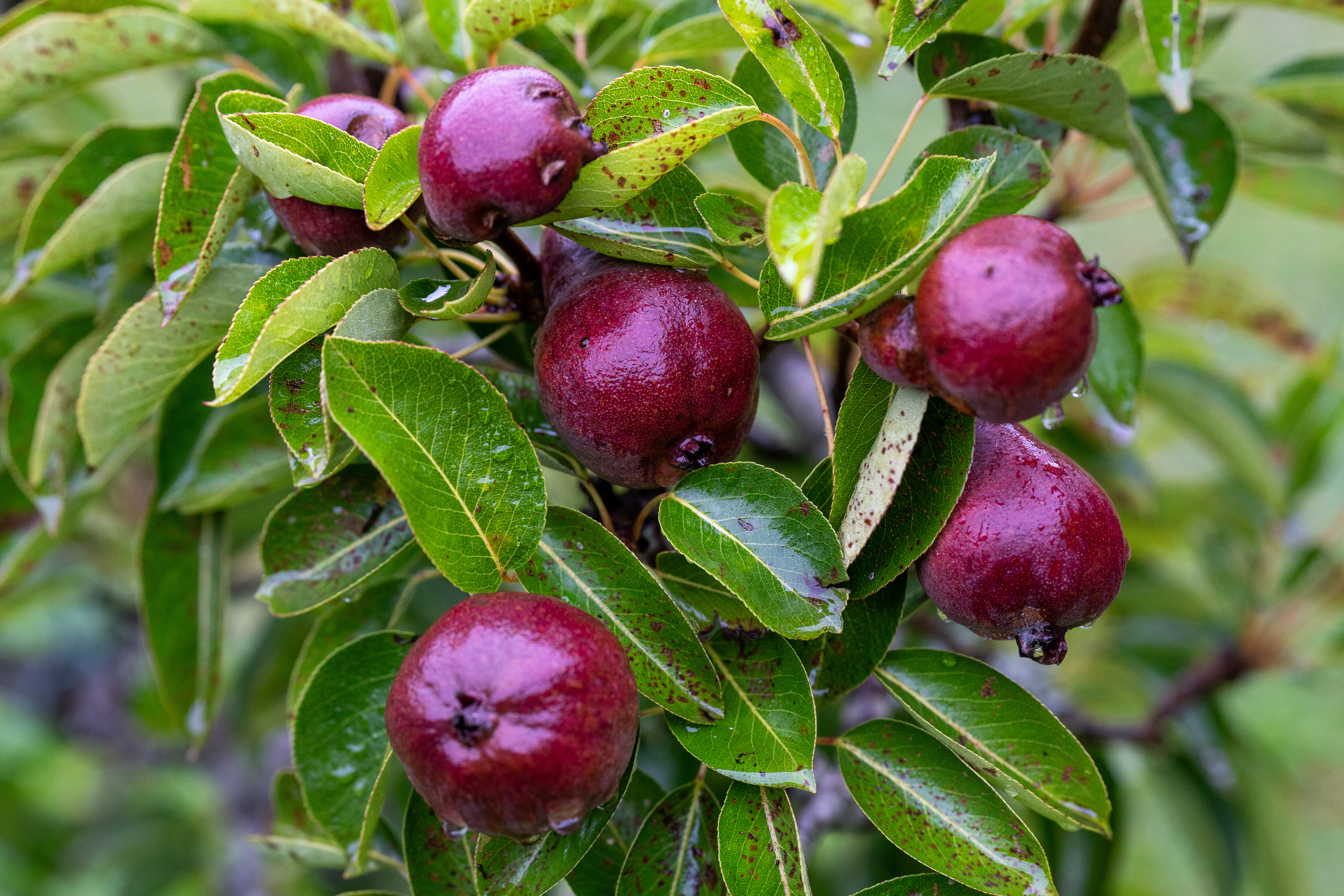 Fruit on the tree