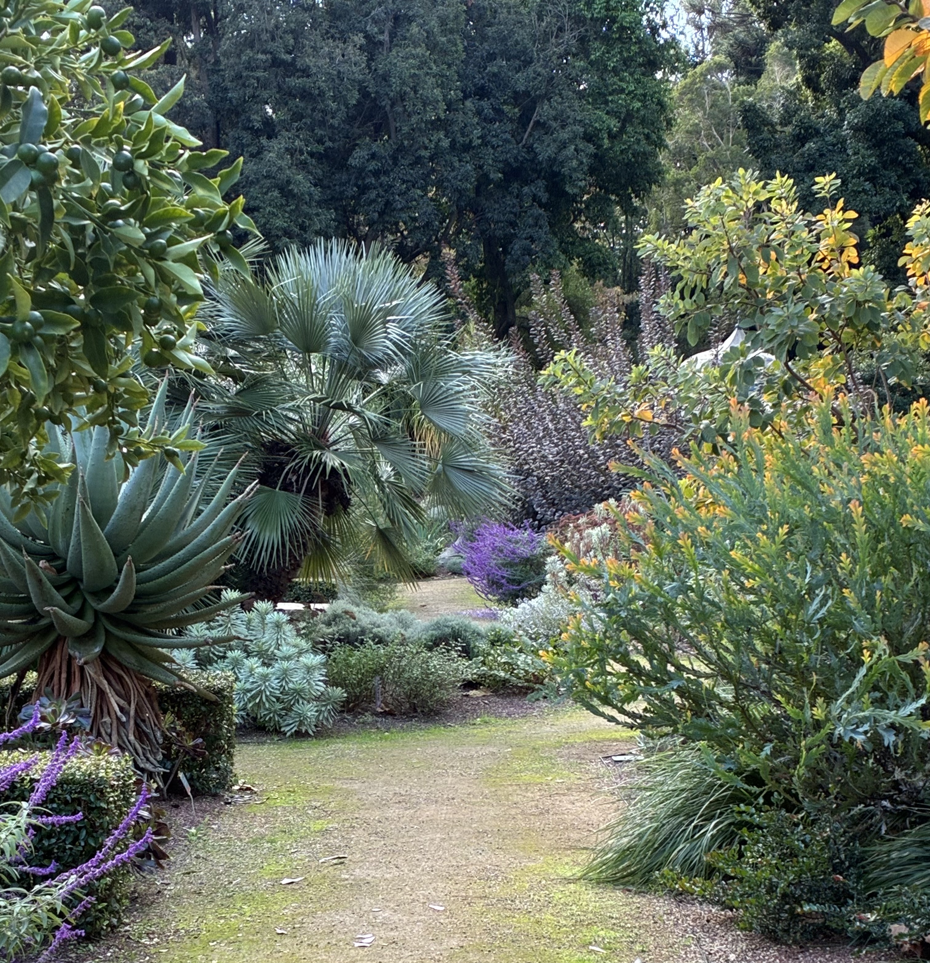 A garden with a Euorpean Fan Palm