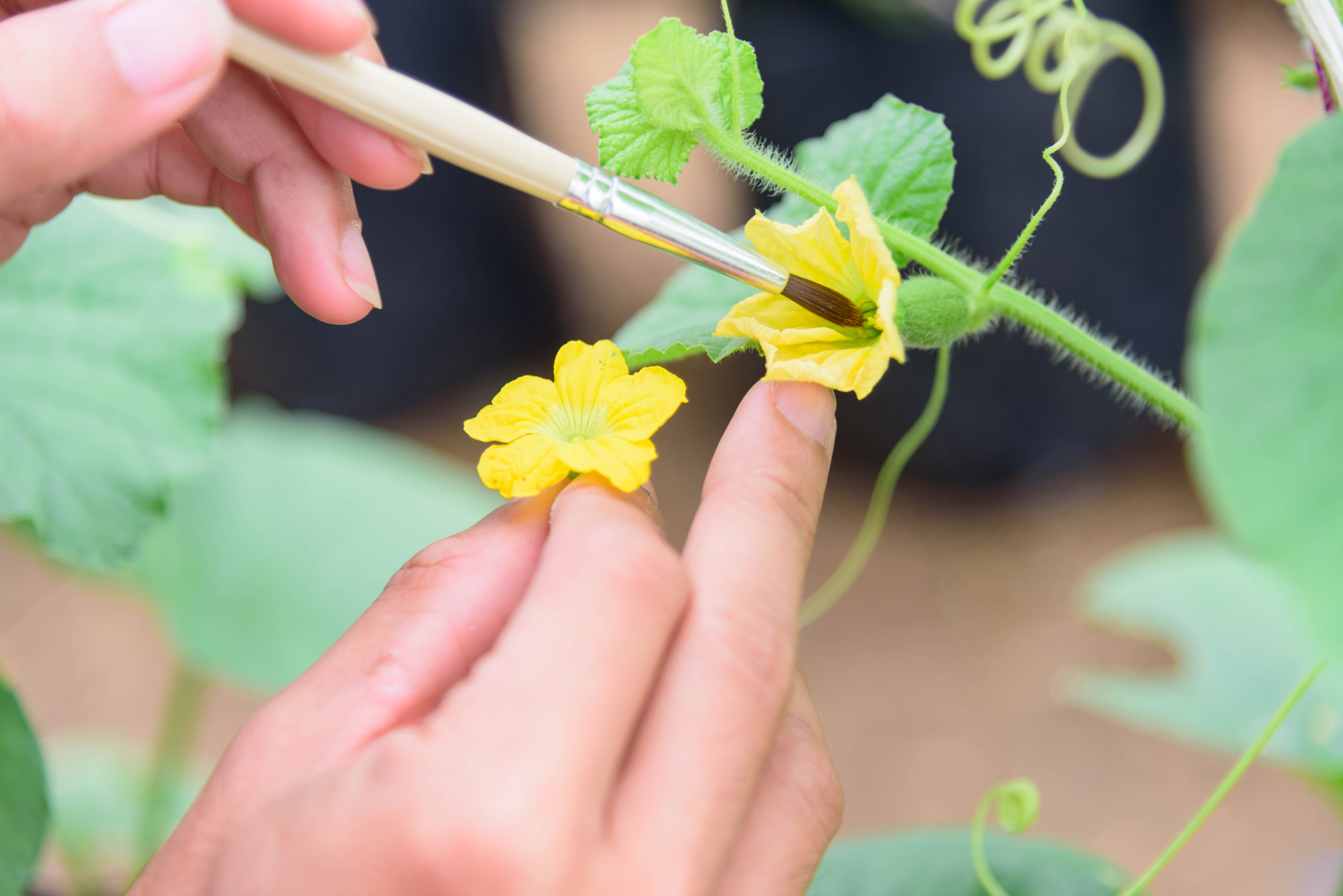 Hand pollinating a melon flower