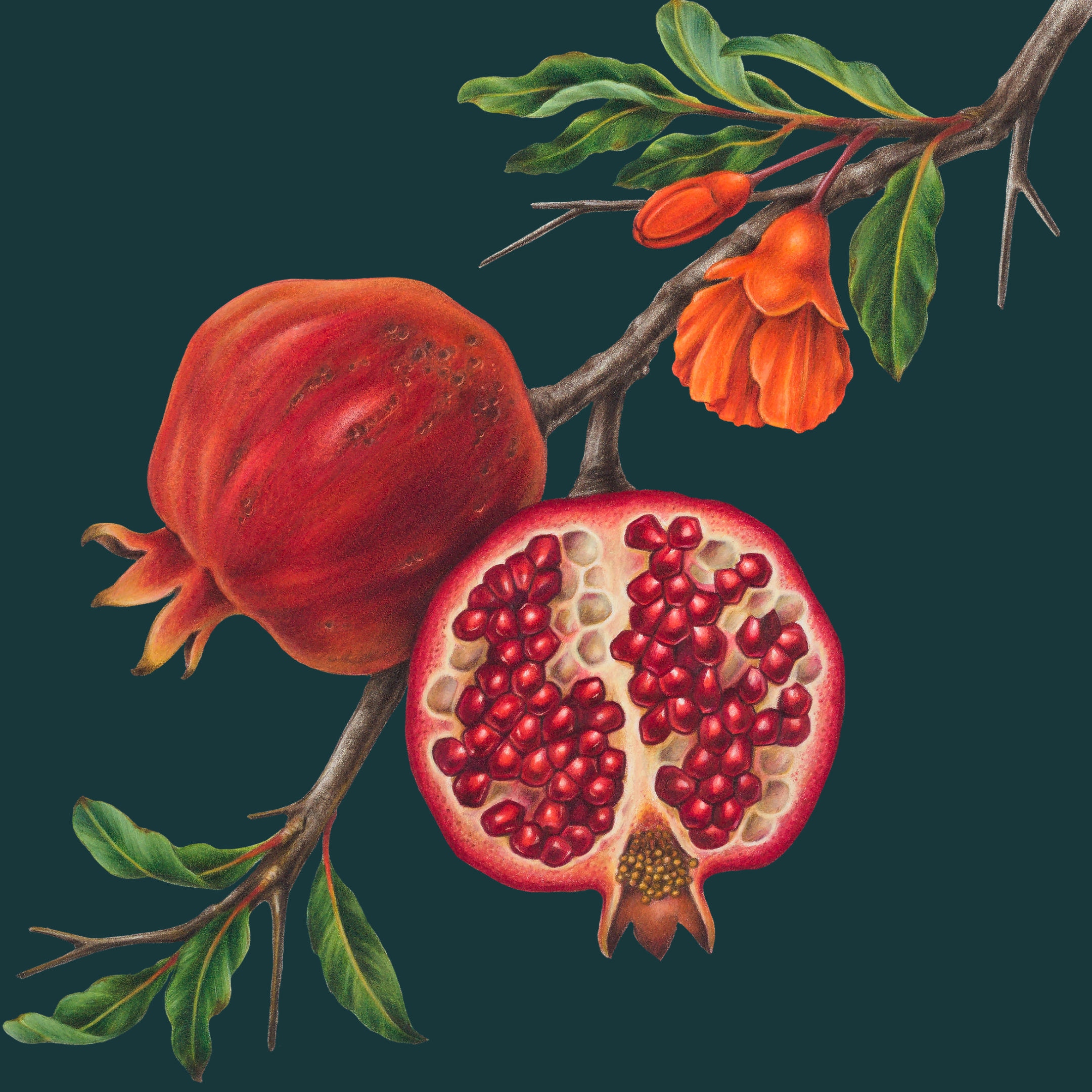Pomegranate by Amy Duncan