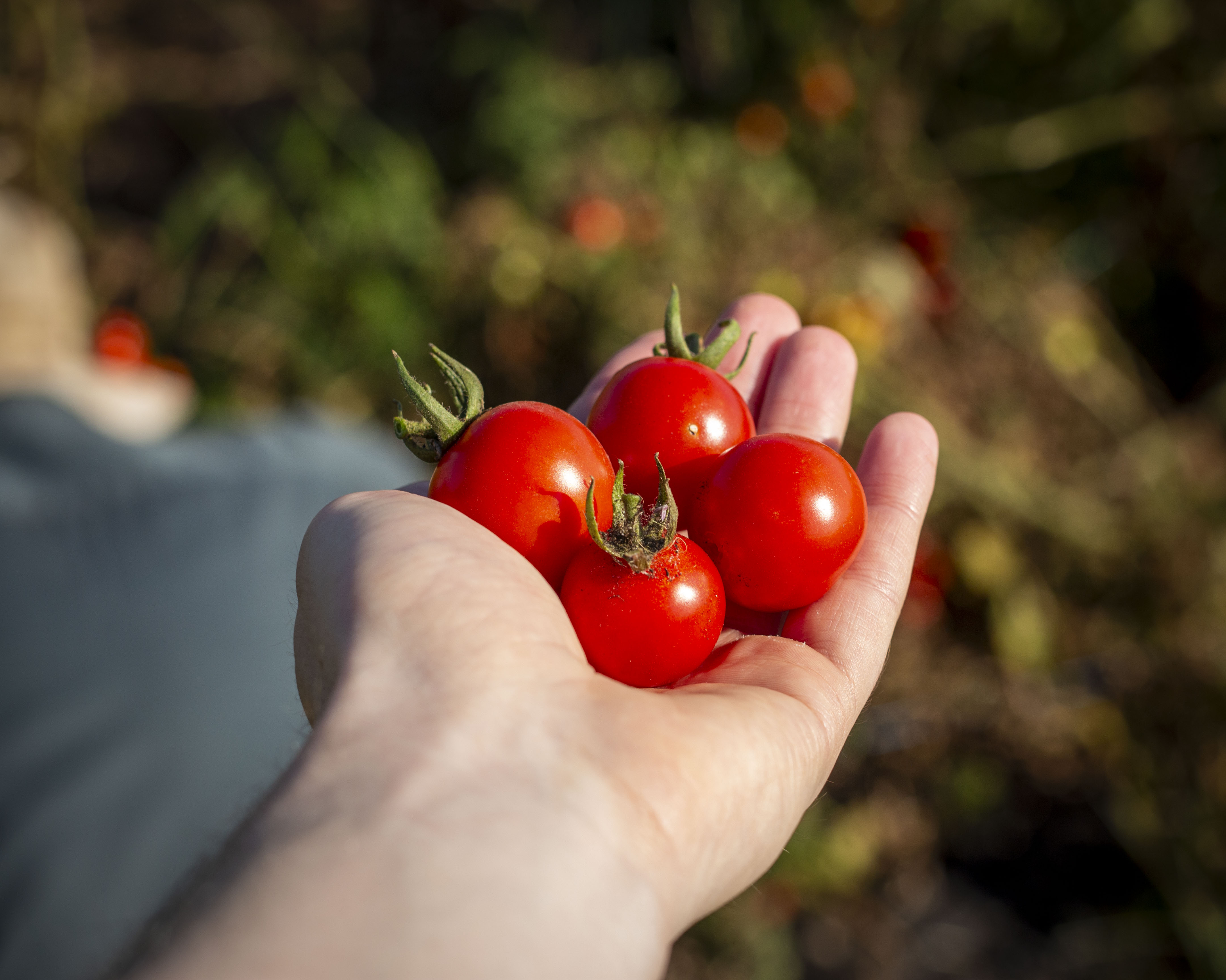A handful of small red tomatoes