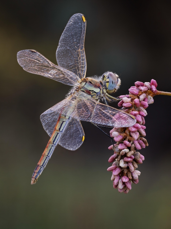 Dragonfly