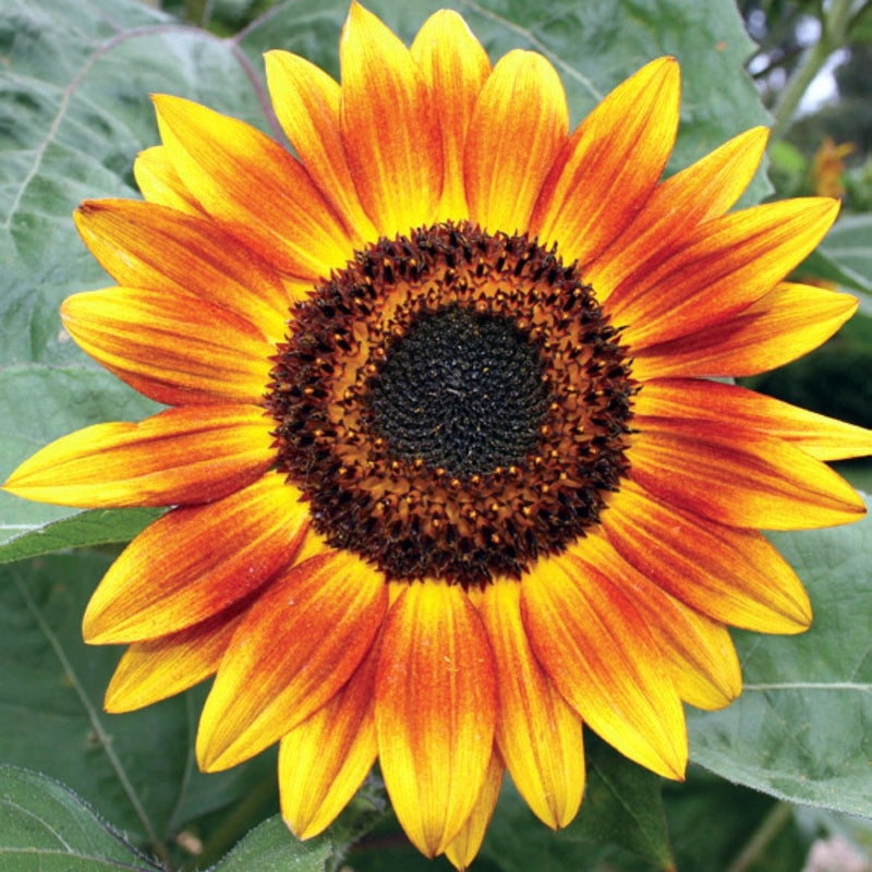 sunflower-evening-sun-seed