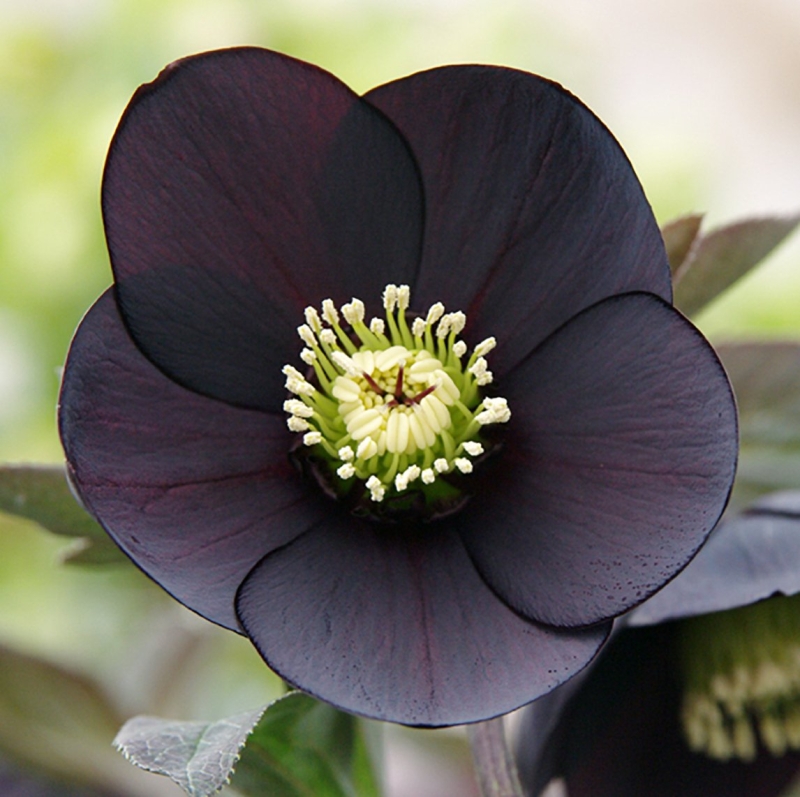 Hellebore Midnight