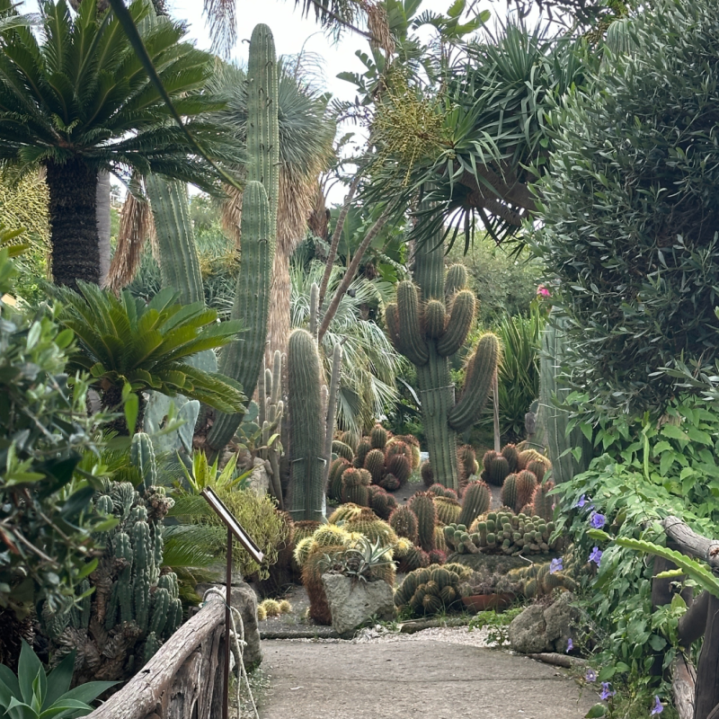 Palms, dragonfruit and cacti
