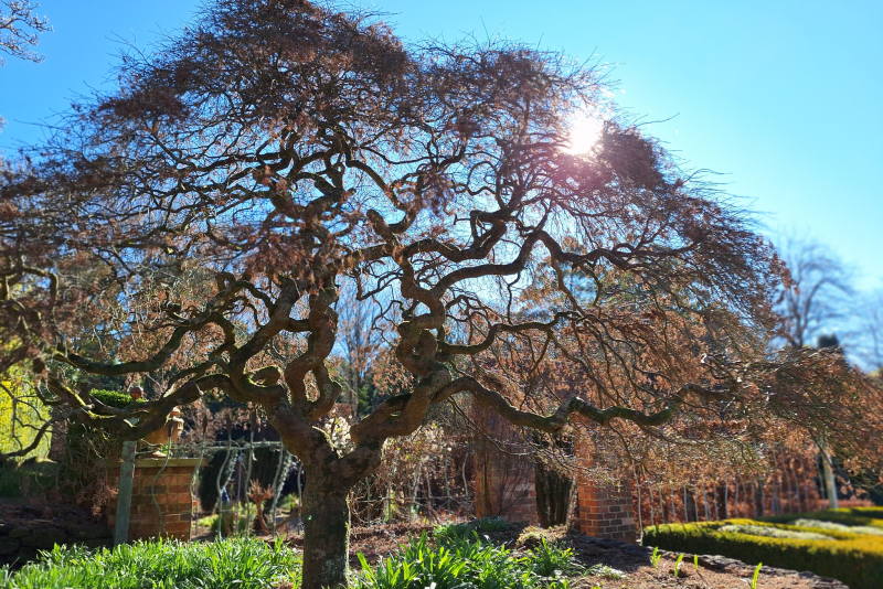 A maple tree