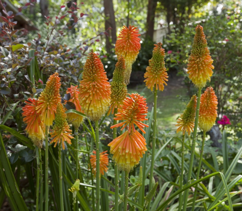 A bunch of Kniphofia