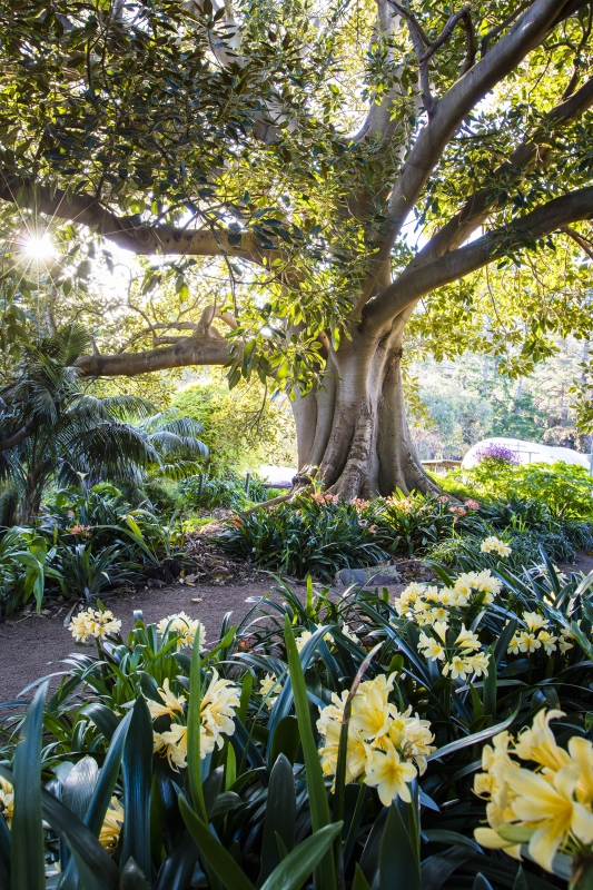 Heronswood's Morton Bay Fig
