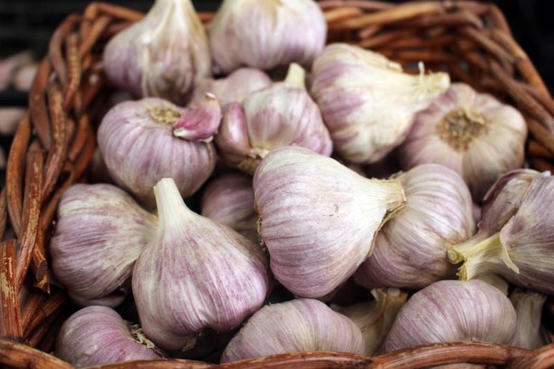 Garlic