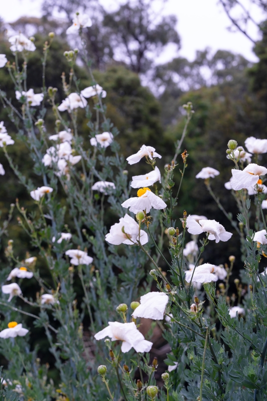 Californian tree poppy