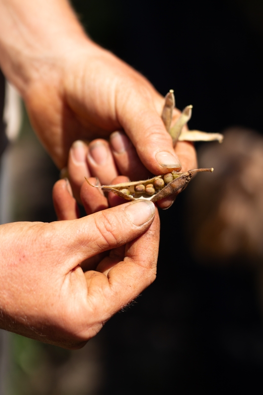 Hands holding seeds