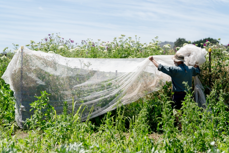 Mick nets some plants