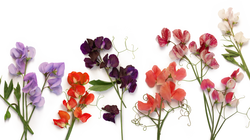 Bunches of different sweet pea cultivars