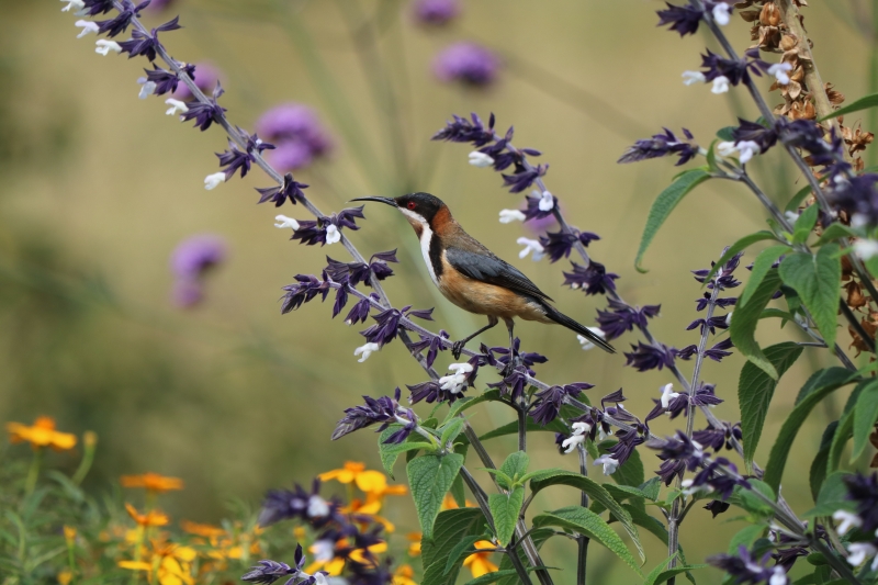 Eastern spinebill enjoying exotic salvias, image by Wendy Cecil. 