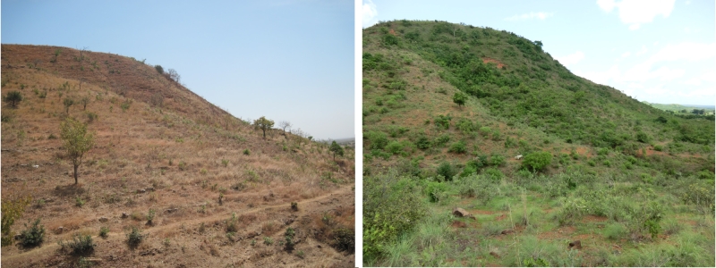 before and after of a brown hill to green hill